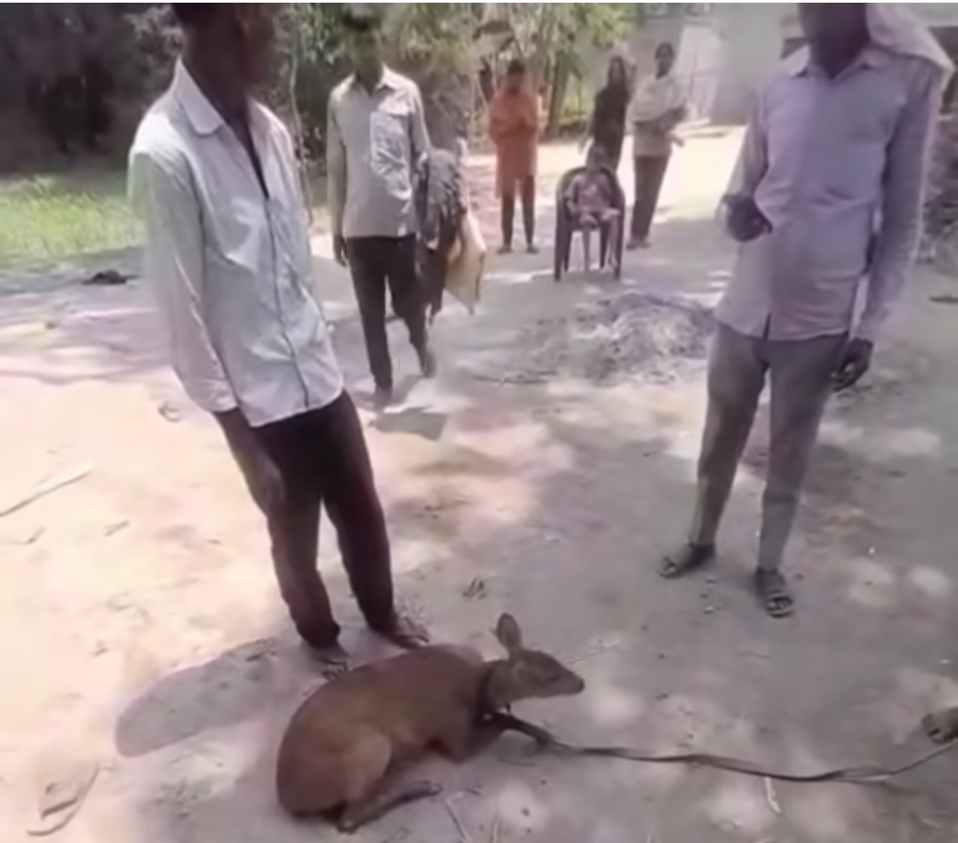 भारतीय हॉग(पाढ़ा)ः गैर संरक्षित क्षेत्रों में नष्ट होती इनकी विशाल संख्या